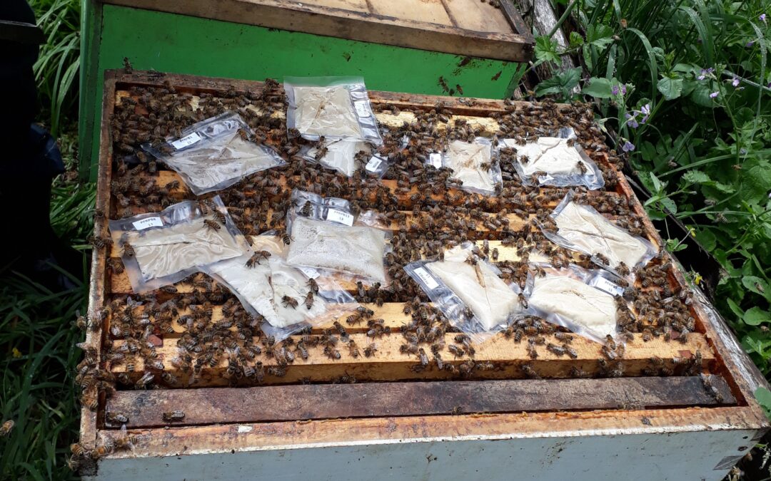 Innovación interuniversitaria propone nueva solución natural para la crisis apícola en Chile