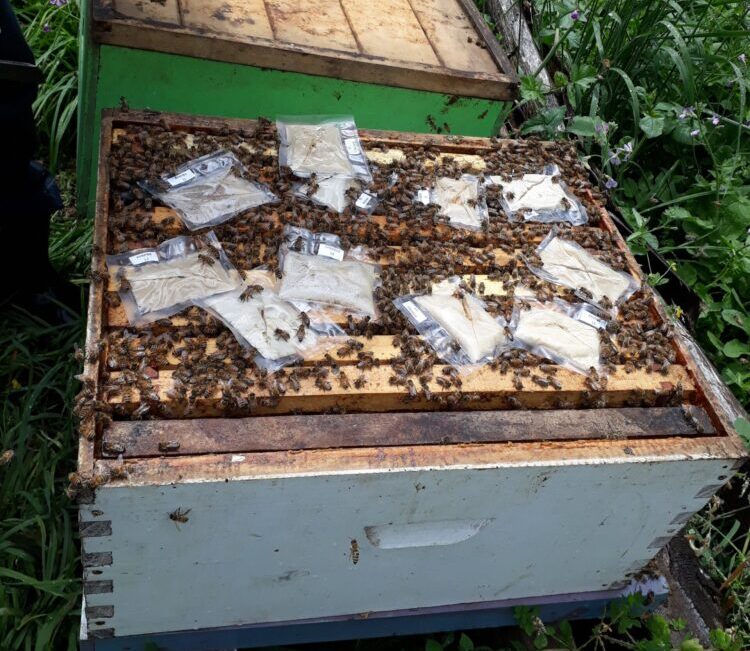 Innovación interuniversitaria propone nueva solución natural para la crisis apícola en Chile